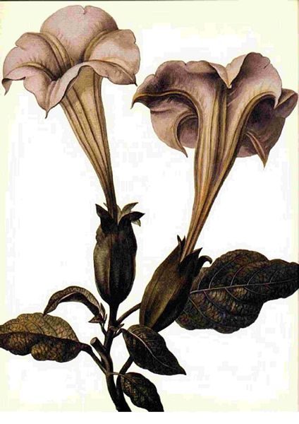 Fountain of Flowers 2 -  Set 09. 60 Pages to DOWNLOAD